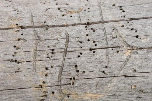 Bois vermoulu percé de trous de vers de bois